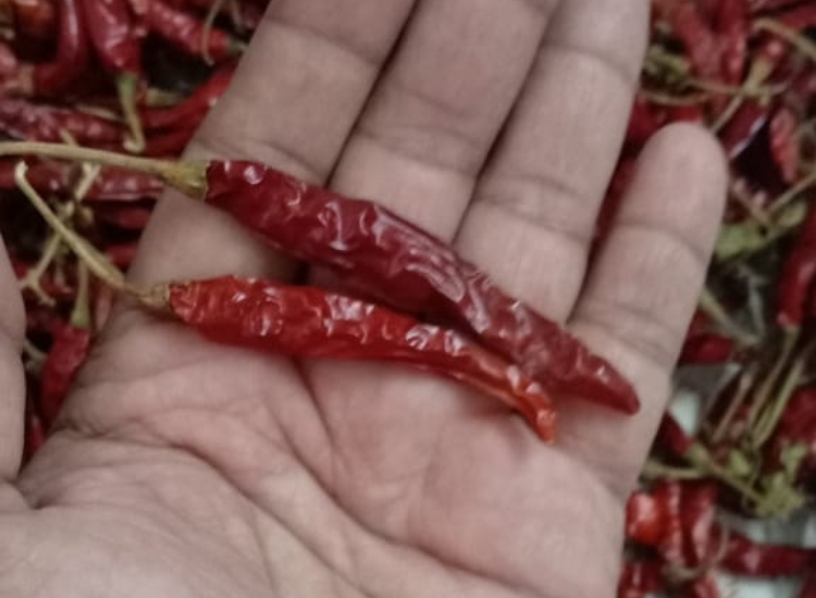 Bright Red Chilli, Export Quality Teja S17 Red Chilli Dealer & Bulk Supplier for Dubai, Jeddah, Doha, Kuala Lumpur, London & Chicago